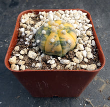 Load image into Gallery viewer, Astrophytum asterias *variegated* #7