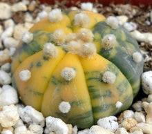 Load image into Gallery viewer, Astrophytum asterias *variegated* #7