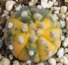 Load image into Gallery viewer, Astrophytum asterias *variegated* #7