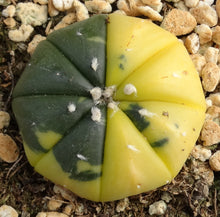 Load image into Gallery viewer, Astrophytum asterias *variegated* #8