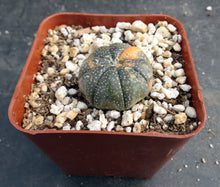 Load image into Gallery viewer, Astrophytum asterias *variegated* #9