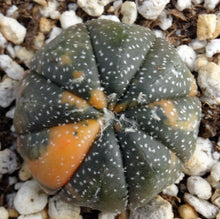 Load image into Gallery viewer, Astrophytum asterias *variegated* #9