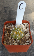 Load image into Gallery viewer, Astrophytum asterias *Variegated*