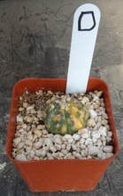 Load image into Gallery viewer, Astrophytum asterias *Variegated*