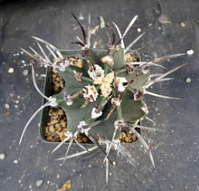 Load image into Gallery viewer, Astrophytum capricorne 'Buffalo' aka 'Taiho-Gyoku'