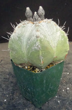 Load image into Gallery viewer, Astrophytum capricorne *larger*