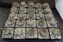 Load image into Gallery viewer, Astrophytum capricorne