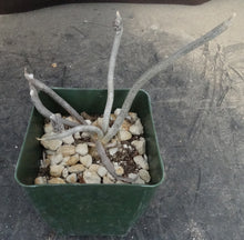 Load image into Gallery viewer, Astrophytum caput-medusae *Seed Grown*