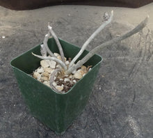 Load image into Gallery viewer, Astrophytum caput-medusae *Seed Grown*