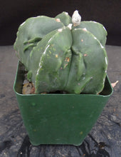 Load image into Gallery viewer, Astrophytum myriostigma v. 'Fukuryu' nuda