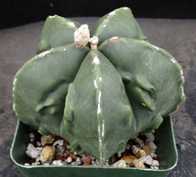 Load image into Gallery viewer, Astrophytum myriostigma v. 'Fukuryu' nuda