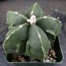 Load image into Gallery viewer, Astrophytum myriostigma v. 'Fukuryu' nuda