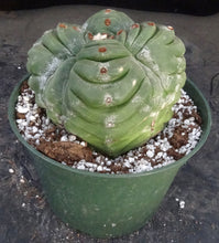 Load image into Gallery viewer, Astrophytum myriostigma 'Kikko' A