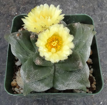 Load image into Gallery viewer, Astrophytum myriostigma 'Kikko'