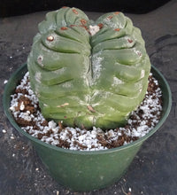 Load image into Gallery viewer, Astrophytum myriostigma 'Kikko' A