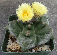 Load image into Gallery viewer, Astrophytum myriostigma 'Kikko'