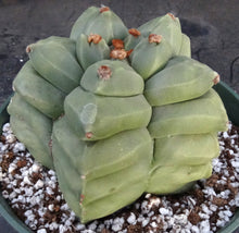 Load image into Gallery viewer, Astrophytum myriostigma 'Kikko' B