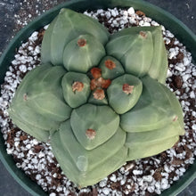 Load image into Gallery viewer, Astrophytum myriostigma 'Kikko' B