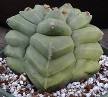 Load image into Gallery viewer, Astrophytum myriostigma 'Kikko' B