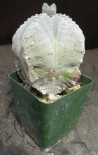 Load image into Gallery viewer, Astrophytum myriostigma *larger*