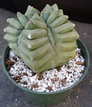 Load image into Gallery viewer, Astrophytum myriostigma 'Kikko'