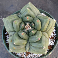 Load image into Gallery viewer, Astrophytum myriostigma 'Kikko'