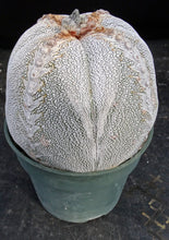 Load image into Gallery viewer, Astrophytum myriostigma 'Onzuka' *Huge Plant*