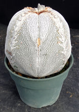 Load image into Gallery viewer, Astrophytum myriostigma 'Onzuka' *Huge Plant*