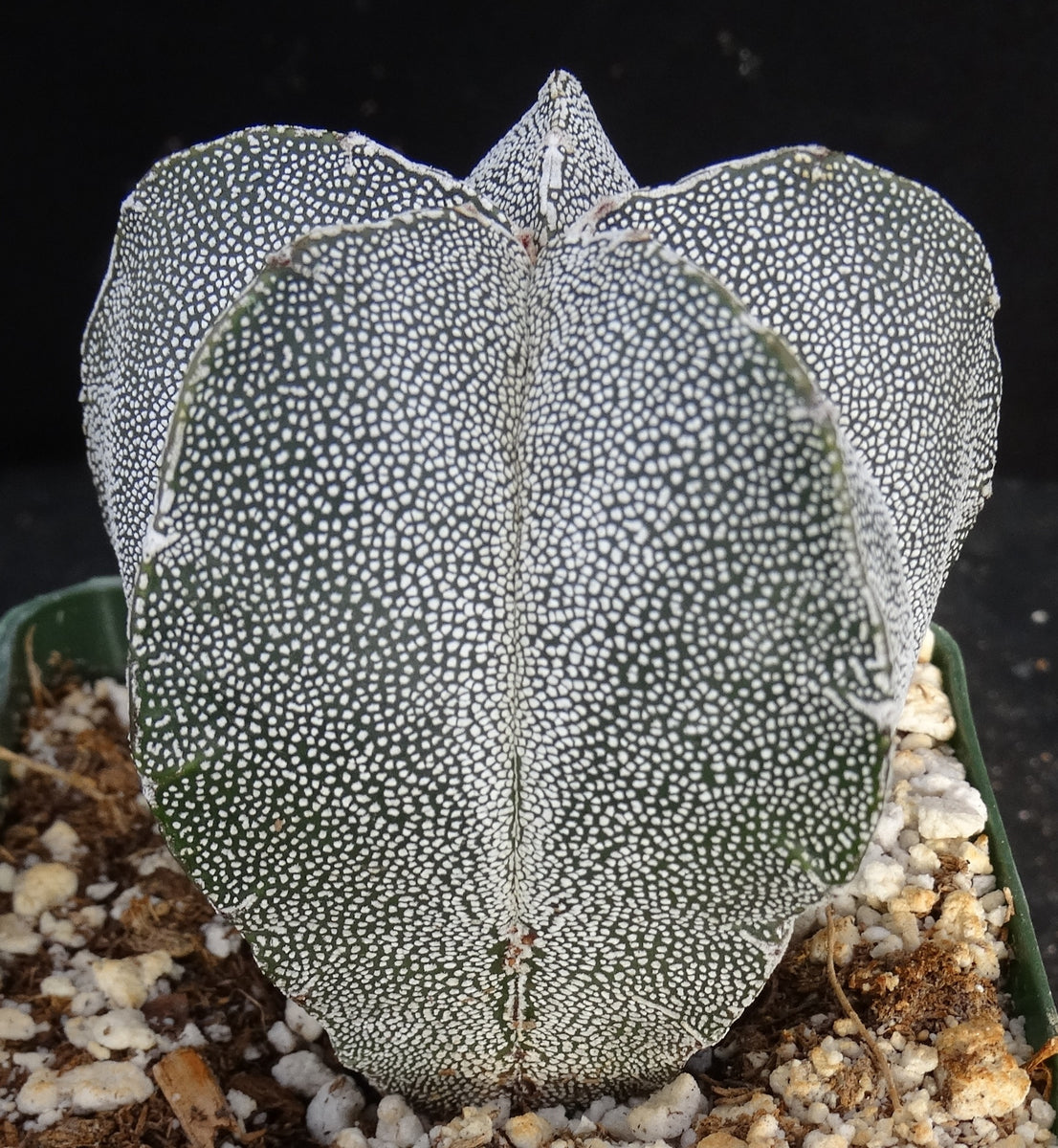 Astrophytum myriostigma 'Onzuka' – Kyle's Plants