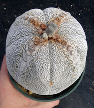 Load image into Gallery viewer, Astrophytum myriostigma 'Onzuka' *Huge Plant*