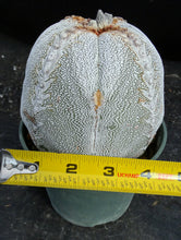 Load image into Gallery viewer, Astrophytum myriostigma 'Onzuka' *Huge Plant*