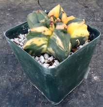 Load image into Gallery viewer, Astrophytum myriostigma nudum variegated