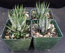 Load image into Gallery viewer, Haworthia fasciata 'Wet Paint'