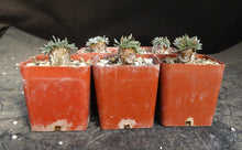 Load image into Gallery viewer, Avonia quinaria ssp. quinaria