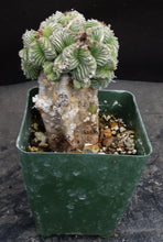 Load image into Gallery viewer, Aztekium valdezii *large cluster* (graft)