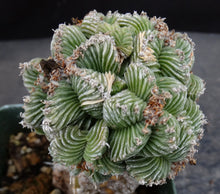 Load image into Gallery viewer, Aztekium valdezii *large cluster* (graft)