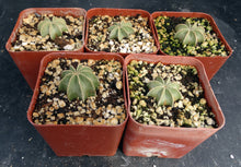 Load image into Gallery viewer, Aztekium hintonii (own roots)