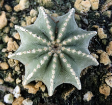 Load image into Gallery viewer, Aztekium hintonii (own roots)