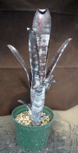 Load image into Gallery viewer, Billbergia x 'Darth Vader'
