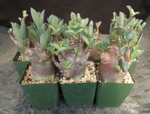 Load image into Gallery viewer, Adenium arabicum 'Black Skin'
