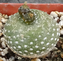 Load image into Gallery viewer, Blossfeldia liliputana *grafted*