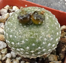 Load image into Gallery viewer, Blossfeldia liliputana *grafted*