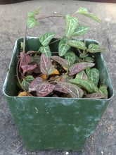 Load image into Gallery viewer, Ceropegia woodii Arrow Leaf Form