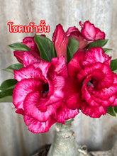 Load image into Gallery viewer, Adenium 'Chokh Kea Chan' Grafted Hybrid