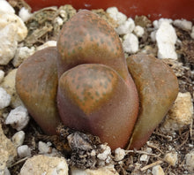 Load image into Gallery viewer, Conophytum triebneri