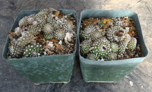 Load image into Gallery viewer, Copiapoa laui Own Roots
