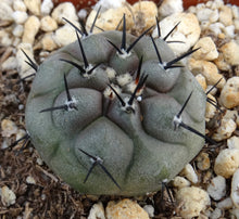 Load image into Gallery viewer, Copiapoa cinerea