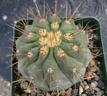 Load image into Gallery viewer, Copiapoa cinerea *larger*