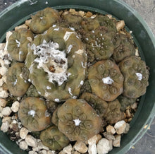 Load image into Gallery viewer, Copiapoa hypogaea *large cluster*