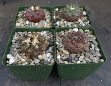 Load image into Gallery viewer, Copiapoa paposoensis